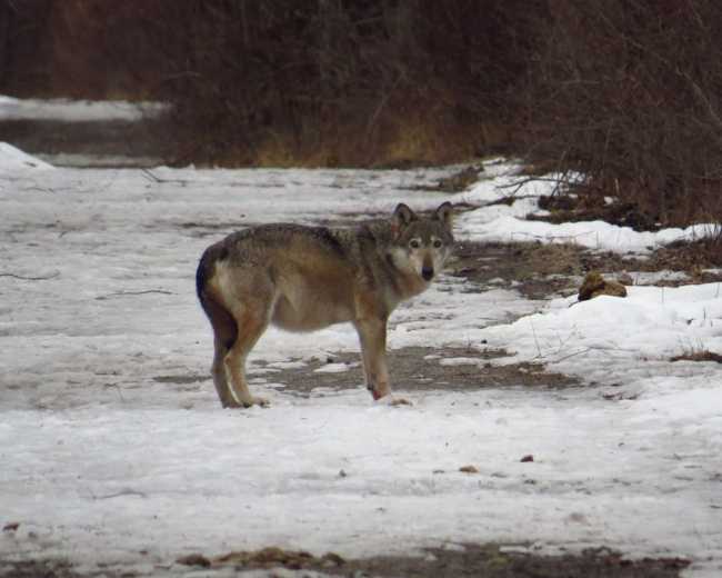 1692187523 Foto Calandawoelfin F07 Februar 2022 w 1600 h 0 AJF.jpg 1500x1200