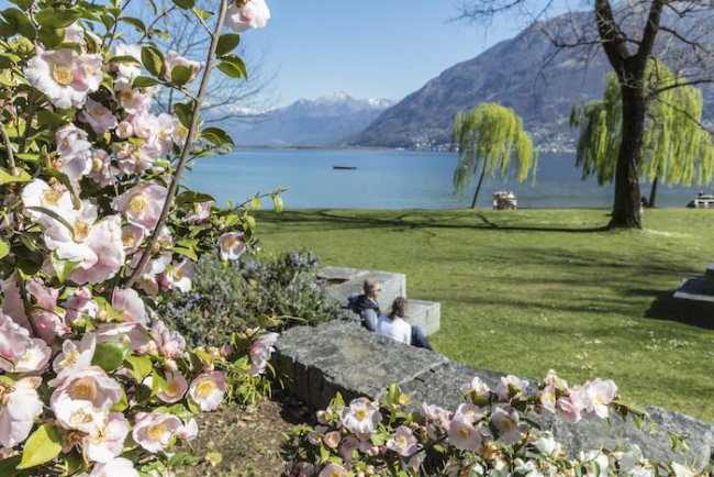Camelie Locarno ph. Ente Turistico Lago Maggiore 3