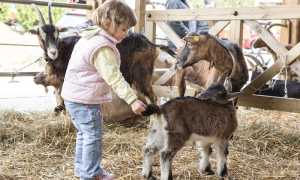 Mostra del capretto vigezzino ph. Studio RDS 2