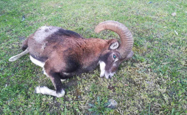 Schermata 2021 03 16 alle 08.16.19