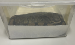 Screenshot 2025 08 29 alle 12.20.42