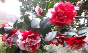 camelie