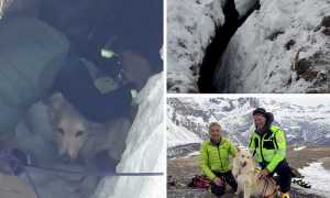 cane anfratto soccorso