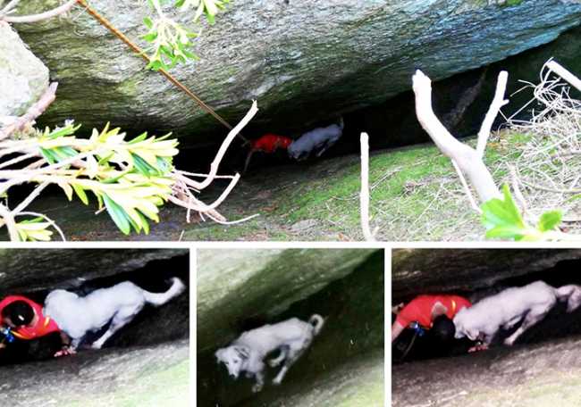 cane gola recupero mix ago 20