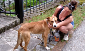 cane trovato antrona