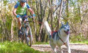 canicross folini asky bici