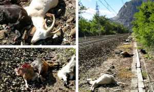 capre morte ferrovia