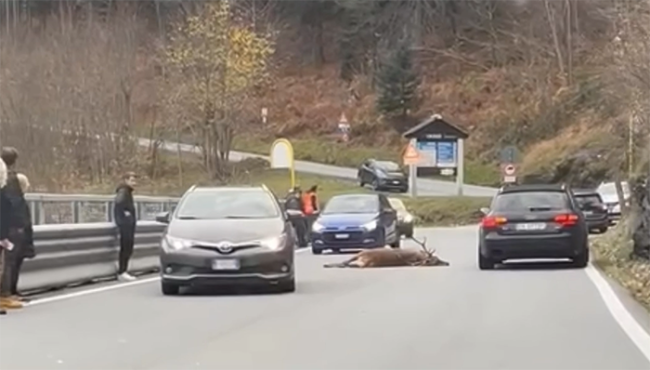 cervo investito in pieno giorno