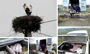 cicogna ucraina mercato mix