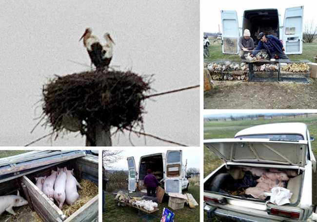 cicogna ucraina mercato mix