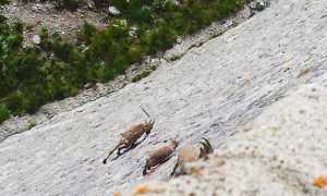 cingino stabecchi images sampledata 2017 giugno