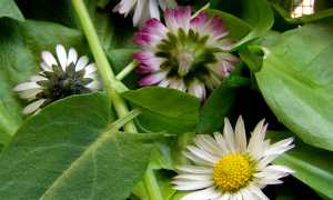 erbe firi ossola tantardini cinefoto