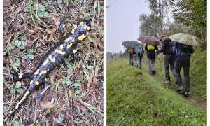 fabbri lusentino ramarro