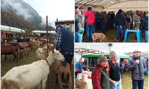 fiera ovicaprina crodo