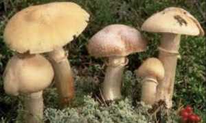 fungo specie radioattivo