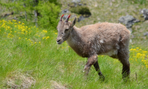 giovane stambecco