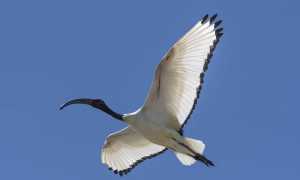 ibis
