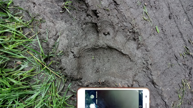 impronta orso fango giugno 20 mergozzo