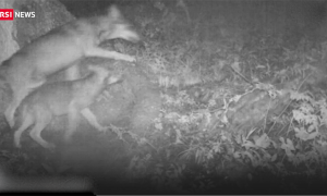 lupi rsi cameravideo