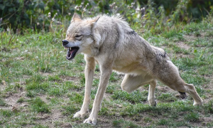 lupo cattivo aggressione