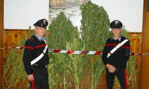 mariuana carabinieri domo