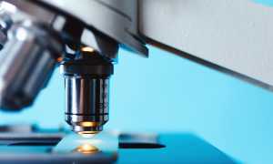 microscopio