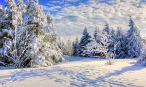 neve alberi ghiaccio cielo azzurro