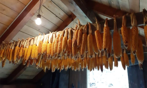 pannocchie anzasca polenta