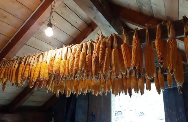 pannocchie anzasca polenta