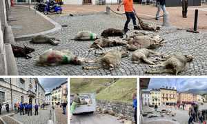 pecore lupi proteste svizzera