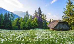 primavera fiori montagna