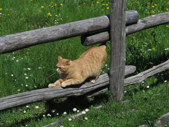 primavera natura pessina IMG 1044