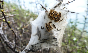 processionaria nido bianco verme