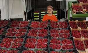 sagra ciliegie Anzola