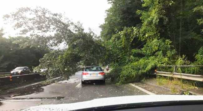 pianta superstrada luglio