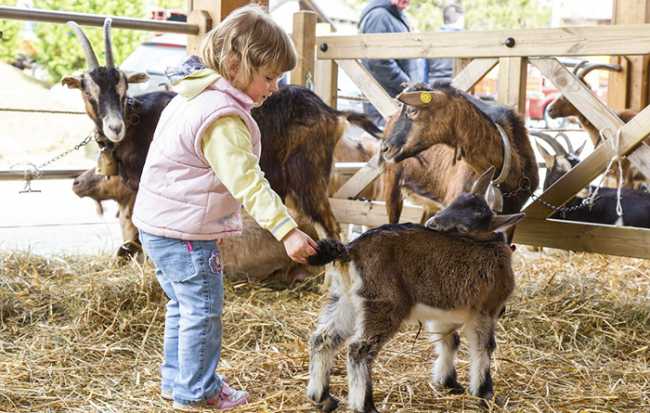 capretto caccia uova santa maria maggiore