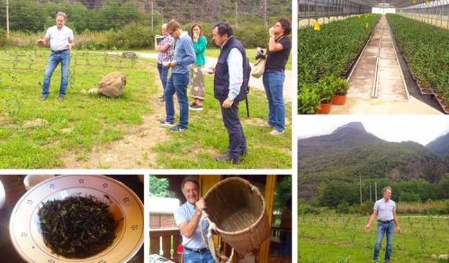 te premosello piantagione