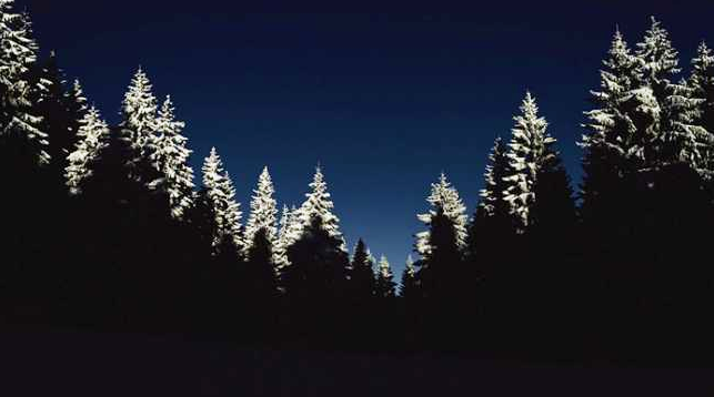 bosco notte neve