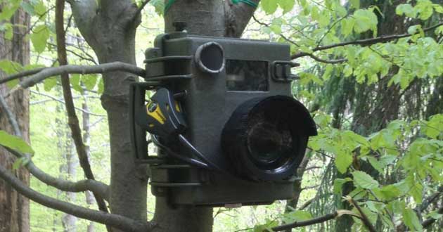 fototrappola trecate
