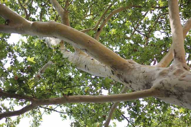 platanus acerifolia