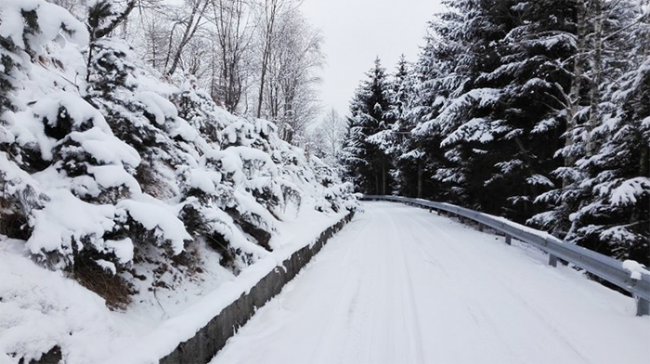 strada neve alberi