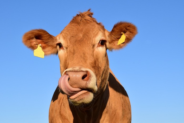 Emissioni delle mucche e riscaldamento globale: gli svizzeri corrono ai ripari con integratori "anti-rutto"