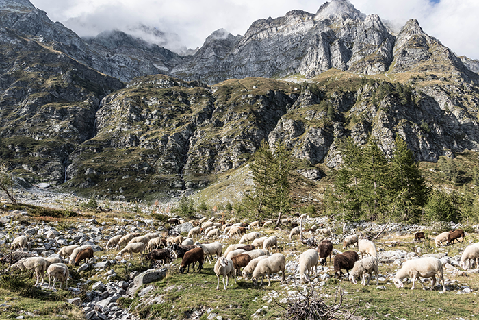 Fatiche inenarrabili per la transumanza in alpeggio, appello degli allevatori dall'alpe Buscagna: "Mai aiuti"
