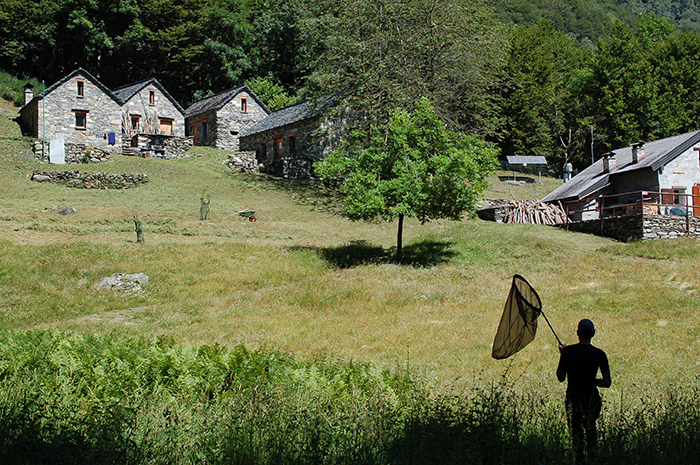 In Val Grande un workshop nazionale dedicato alle farfalle