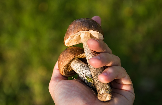 Un weekend con i funghi della val d'Ossola: lezione e gita col micologo